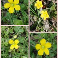 カタバミ,お出かけ先の画像