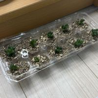 ハオルチア オブツーサ,ハオルチア属,部屋の画像