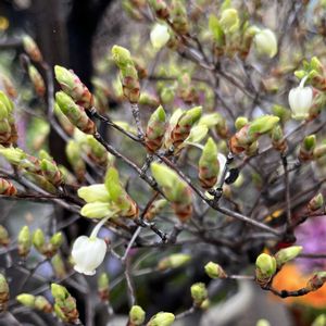 アリッサム,クリスマスローズ,スノーフレーク,ドウダンツツジ,ブルーベリーの画像