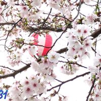 サクラ,サクラ,ミント,さくら サクラ 桜,さくら サクラ 桜の画像