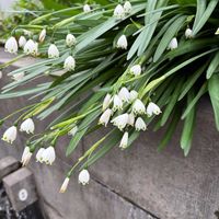 スノードロップの画像