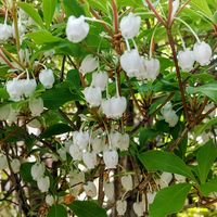ドウダンツツジ,ドウダンツツジ,ドウダンツツジ,庭木,花のある暮らしの画像
