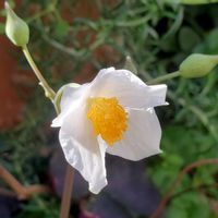 シラユキゲシ,可愛い〜♡,白いお花,優しい色合い♡,癒やされての画像