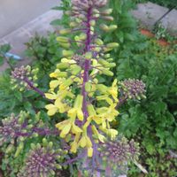 アスパラガス,葉牡丹の花がの画像