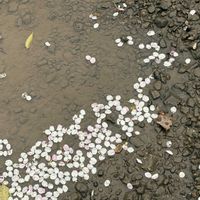 アヤメ,桜の花びら,鬱金桜,利休梅,花散らしの雨の画像