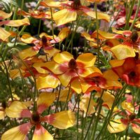 クレマチス,ヒマラヤユキノシタ,ラナンキュラス,ルピナス,デルフィニウムの画像