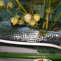 プレミアムとちおとめ,イチゴ 紅ほっぺ,イチゴ栽培初心者,天使のビンカ   エンジェルホワイト,特大ビニール温室の画像