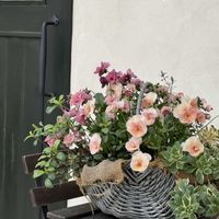 寄せ植えの画像