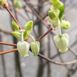 アセビ,ドウダンツツジ,ドウダンツツジ,ドウダンツツジ,トサミズキの画像