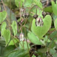アスパラガス,アスパラガス,たらの芽,ウド,白花イカリソウの画像