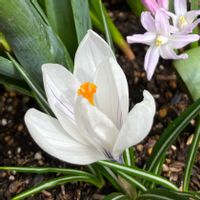 サフランの画像