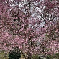 キンカン,ソメイヨシノ,シモクレン(紫木蓮),舞姫（桜）,春の訪れの画像