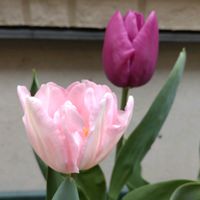 チューリップ,鉢植え,ガーデニング,散策,植え込みの画像