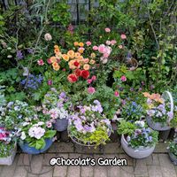 シクラメン,タイツリソウ,ネメシア,ラナンキュラス,ラミウムの画像