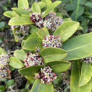 ミヤマシキミ,スキミア レッドドワーフ,初めての花♡,放置栽培,神奈川県の画像