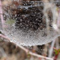 ヤブツバキ,蜘蛛の巣アート,山歩き,霧の中,御岳山の画像