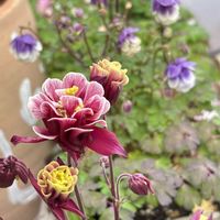 オダマキ,西洋オダマキ ウィンキー,アエオニウム,花のある暮らし,バラと夢CLUBの画像