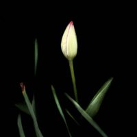 マーガレット,ミカン,ウスラウメ,小さな庭で楽しく癒されてます,テラスの画像