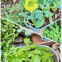 小松菜(再生野菜),花のある暮らし,GSに感謝。,いつも笑顔で〜〜♡,平和を願う☆の画像