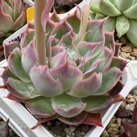 多肉植物,成長,多肉女子,フォロワーさん(*´∀｀)ﾉ ありがとぅ♪,いいね(*´∀｀)ﾉ ありがとぅ♪の画像