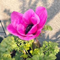 アネモネ,鉢植え,その他エクステリアの画像