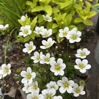 雲間草,雲間草,黄金シモツケ ホワイトゴールド,可愛い,山野草の画像