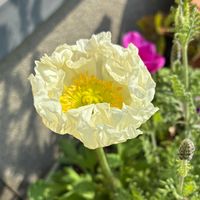 アネモネ,ポピー,ポピー,ポピー,寄せ植えの画像