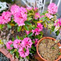 シャクナゲ,養老,多肉植物,緑のある暮らし,多肉植物のある暮らしの画像