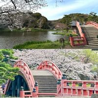 サクラ,庭園,太鼓橋,被災地にエールを…。,お出かけ先の画像