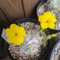 恵比寿笑い,パキポディウム ブレビカウレ,多肉植物,塊根植物,成長記録の画像