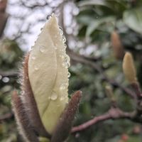 連翹,春蘭,白木蓮,ネクタリン,春蘭 蕾♪の画像