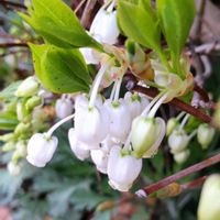 ドウダンツツジ,ドウダンツツジ,ヒゴスミレ,サラサドウダン,サラサドウダンの画像