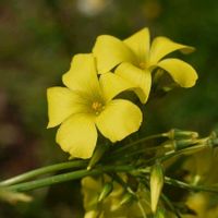 ヒメリュウキンカ,オオキバナカタバミ,鉢植え,可愛い〜♡,花のある暮らしの画像