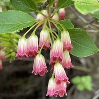 ドウダンツツジ,ドウダンツツジ,サラサドウダン,サラサドウダン,ベニサラサドウダンの画像