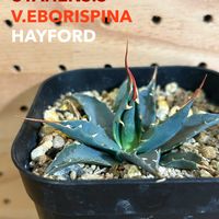 エボリスピナ ヘイフォード,アガベ ユタエンシス エボリスピナ ヘイフォード,実生の画像