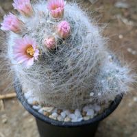 サボテン,カンアオイ,カンアオイ,マミラリア ブカレンシス,マミラリア シュワルジーの画像