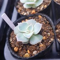 多肉植物,エケベリア属,実生,交配種,多肉大好きの画像