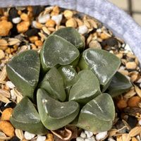 ハオルチア,ハオルチア属・ハオルシア属,ハオルチア・クリスタルボール,多肉植物,ハオルチア属の画像