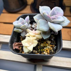 エケベリア,ハオルチア,farmpalk,室内LED管理,多肉植物の画像