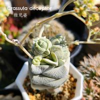 稚児姿,夢殿,デセプタ,ブルーサプライズ,クラッスラ デセプタの画像