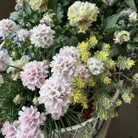 アルメリア,みやこわすれ,ガーデニング,花のある暮らし,おうち園芸の画像