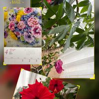 パキラ,ハイビスカス サマーレッド,今日もお疲れ様❤︎,健康第一☘️,今月もよろしくお願いしますの画像