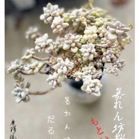 だるま秀麗,暴れ多肉,多肉植物のある暮らし,ベランダの画像