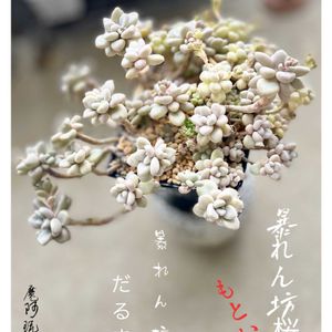 だるま秀麗,暴れ多肉,多肉植物のある暮らし,ベランダの画像