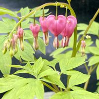 椎茸,コナラ,タイツリソウ（ケマンソウ）,バイモユリ〔アミガサユリ〕,ゼンマイの画像