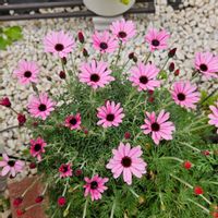 ローダンセマムリルピンク,鉢植え,明るい日陰,プランター,ガーデニング初心者の画像