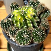 オベサ,アガベ,　エキノプシス属,塊根植物,癒しの画像