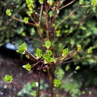 チューリップ,チューリップ,チューリップ,ドウダンツツジ,ムスカリの画像