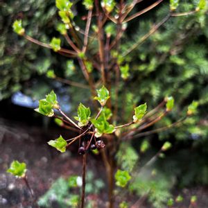 チューリップ,チューリップ,チューリップ,ドウダンツツジ,ムスカリの画像