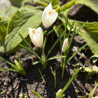 クロッカス,スノードロップ,スノードロップ　エルウェシー,北海道,北海道でも越冬しますの画像